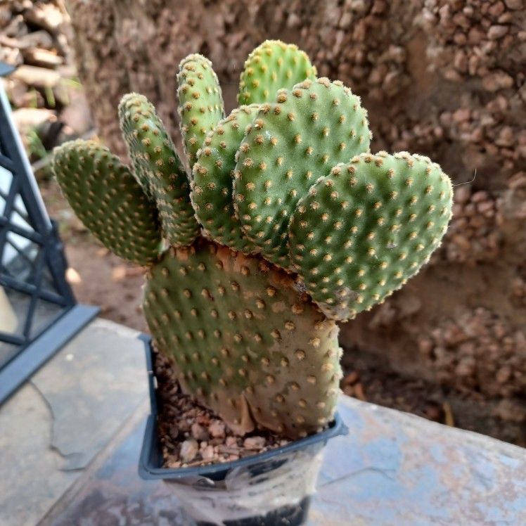 Cinnamon Bunny Ear Cactus 🌵 78210 Area