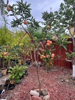 Gala Apple