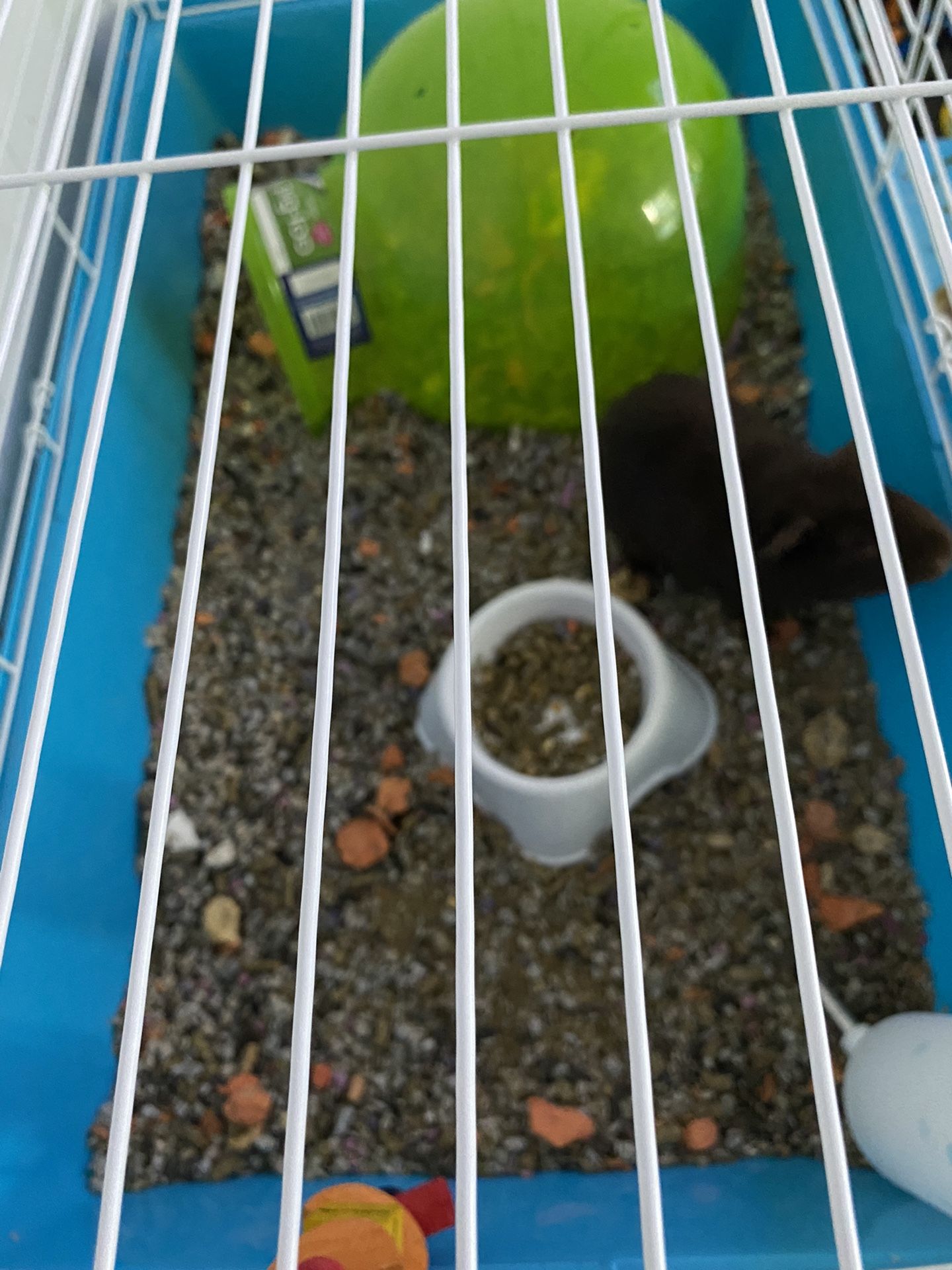 guniea pig bundle