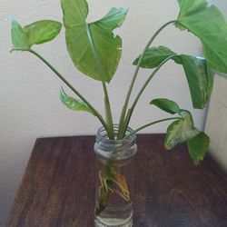 7 Plants Each $10 Or Give Me An Offer For All 