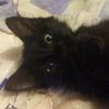 Bob