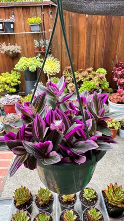 Tradescantia nanouk in 8” hanging pot