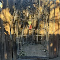 Bird Cage