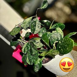 Hoya Obovata Super Splash 