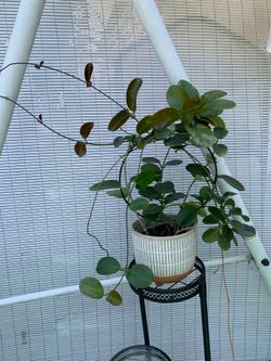 Hoya Australis with peduncles