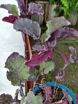 Ethiopian Tree Kale- Perennial Kale Organicaly Grown