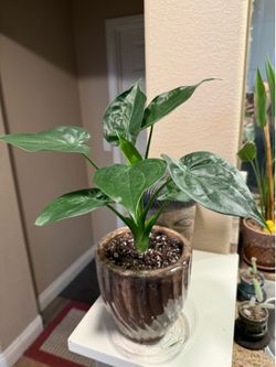 Live Alocasia Cucullata Budddha’s Hand Plant with New Ceramic Pot (Please read full Description)