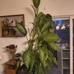 Dieffenbachia Plant