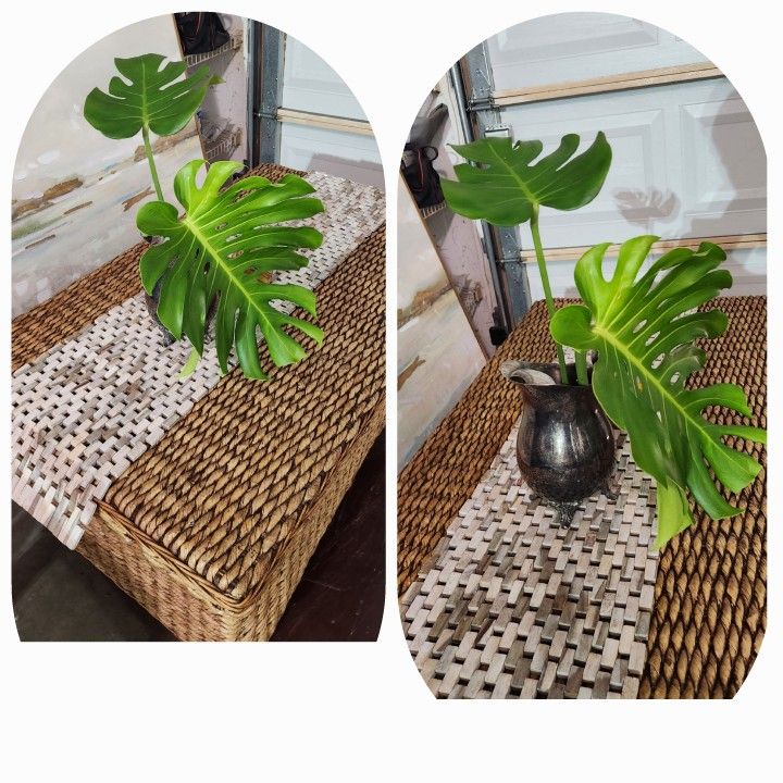 Monstera Plant In Silver Plated Pitcher.  $45