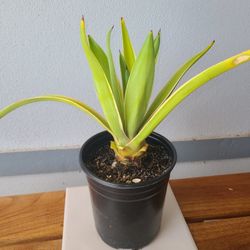 Variegated Yucca Plant