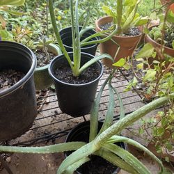 Aloe Vera Plants