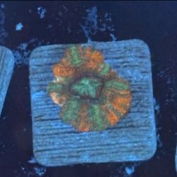 Christmas Acan Display Decor