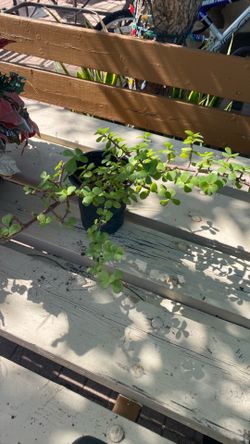 Planta de abundancia $10.00