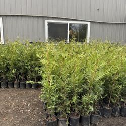 3’-4’ Green Giant Trees Great For Privacy Hedge