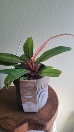 Live tropical plant
