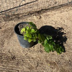 Uva/Grape Plant 