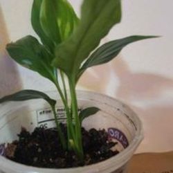 5in peace lily indoor plant houseplants and gardening Thumbnail