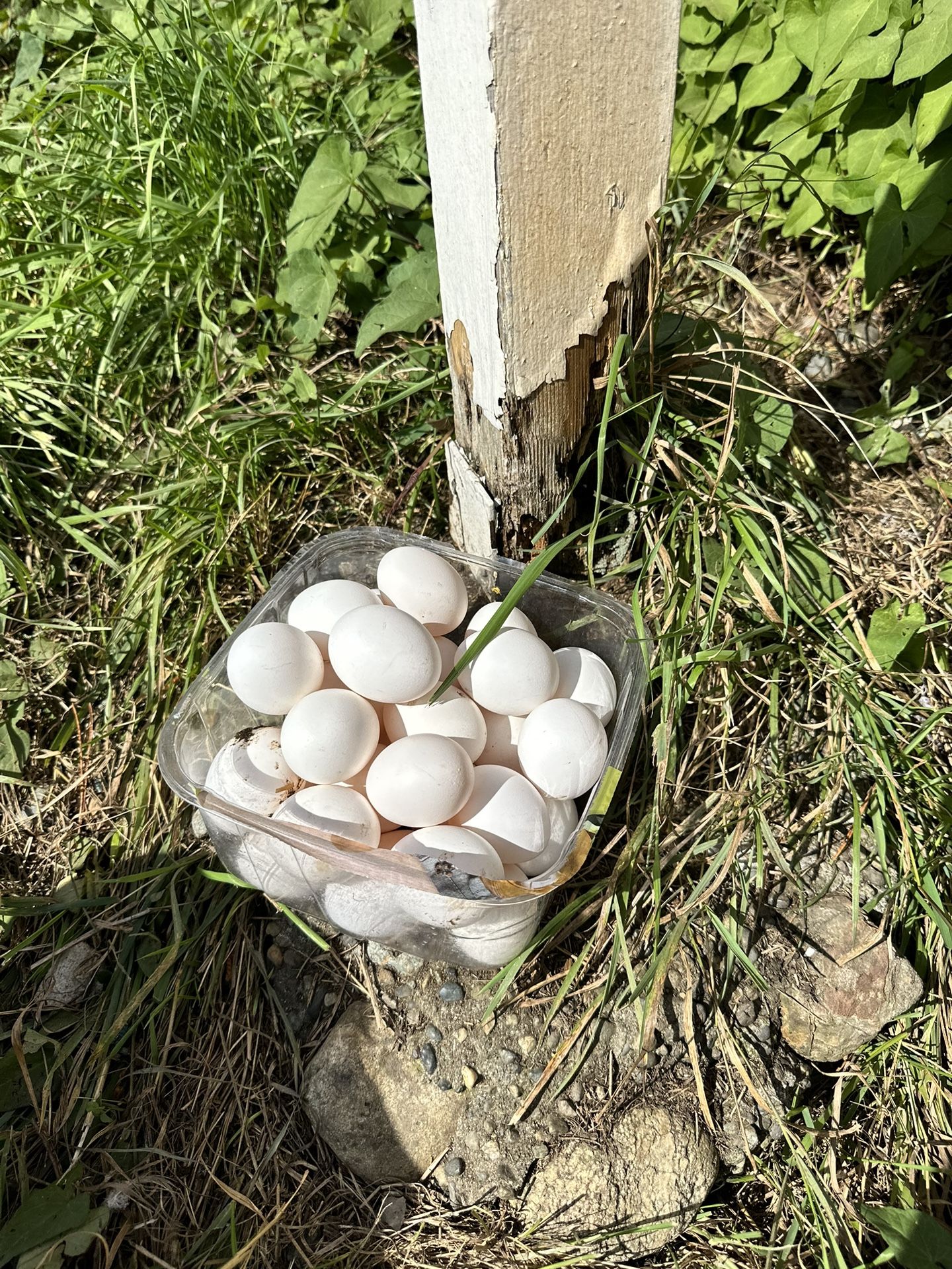 Farm Fresh Eggs!!!