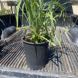 Plant For Sale