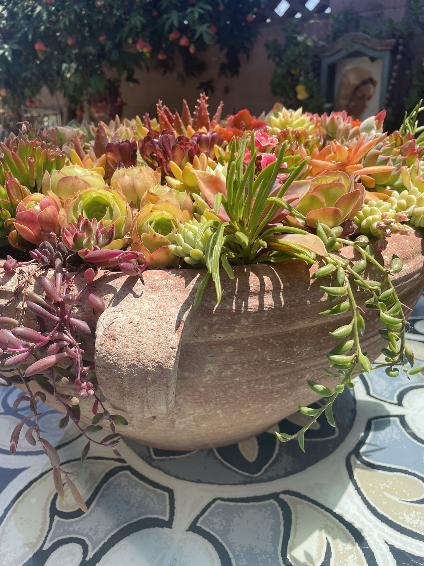 Large Succulent Bowl