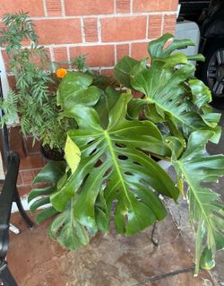 A nice variety of amazing plants for sale