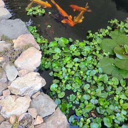 Pond Plants