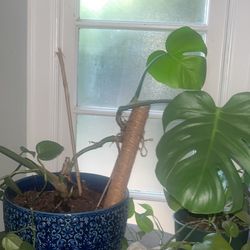 Monstera Plant And Pot 