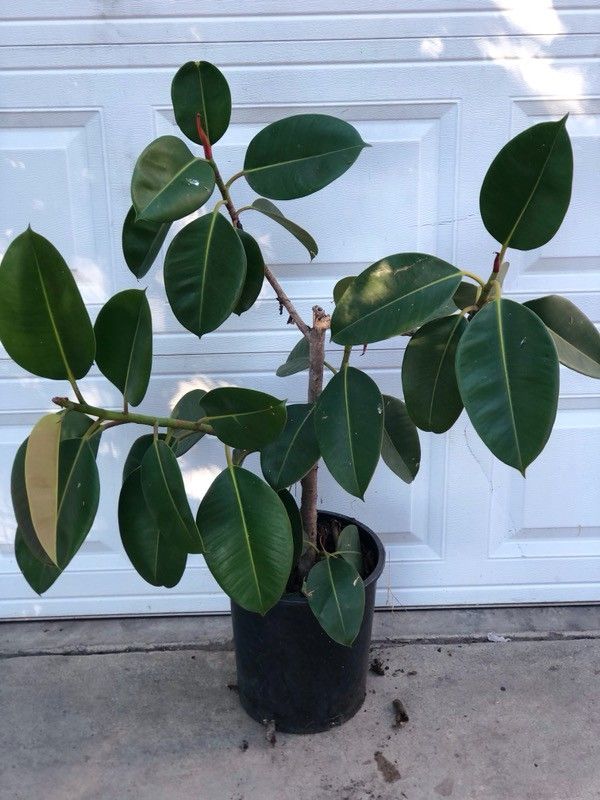 Rubber plant. Planta de hule