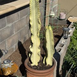 Cactus Plant (American Candelabras)