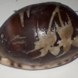 Hand Carved Sea Shell Palm Tree Sailboat Tropical Cowrie Shell Sunset