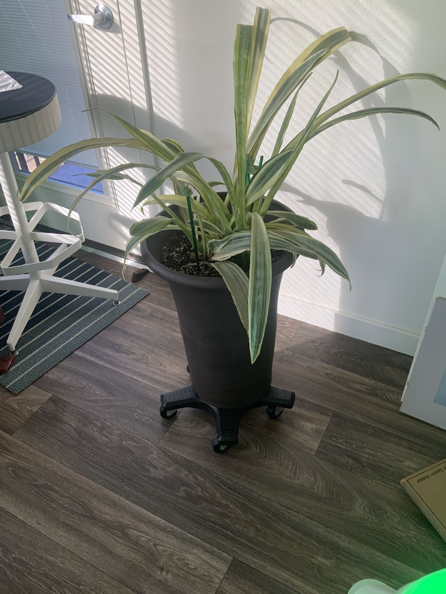 Yellowstone. Snake Plant. $75