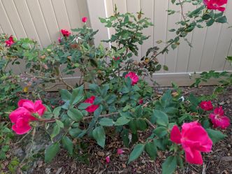Fr ee  Fresh Rose cuttings today In Mira Mesa