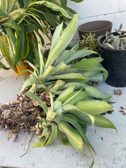Free agave young pups must read details