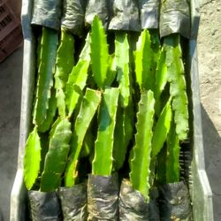 Dragon Fruit Plant (1-2' ft.) - 3 for $10 🐉🌵