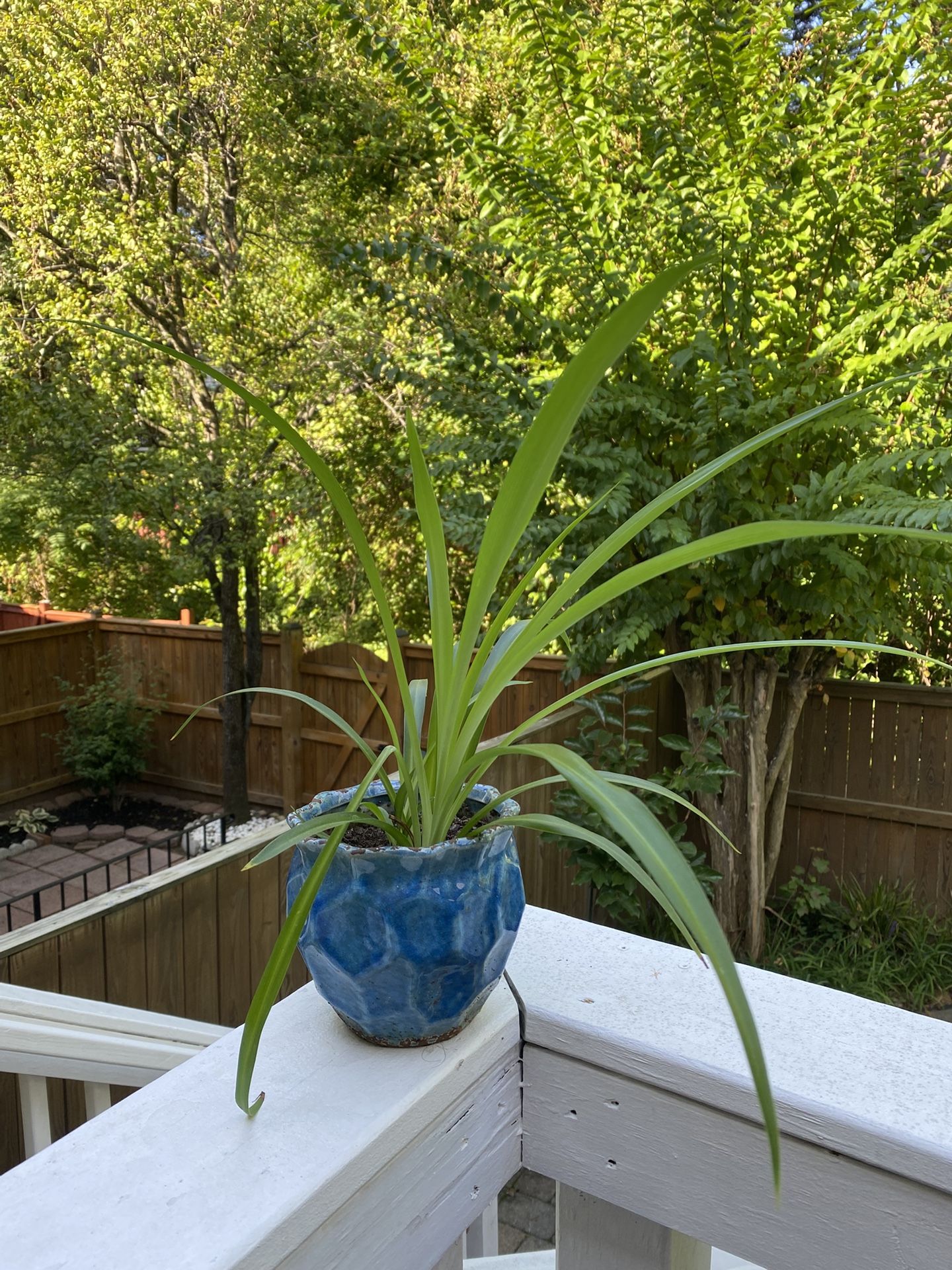 Spider Plant