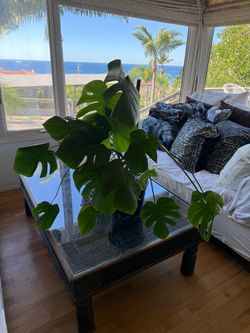 LARGE MATURE MONSTERA DELICIOSA – Meet Big Cheese! 🧀 $20