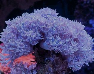 Pulsing RedSea Xenia