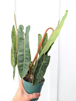 Philodendron Billietiae Plant 4" Pot - Indoor House Plants
