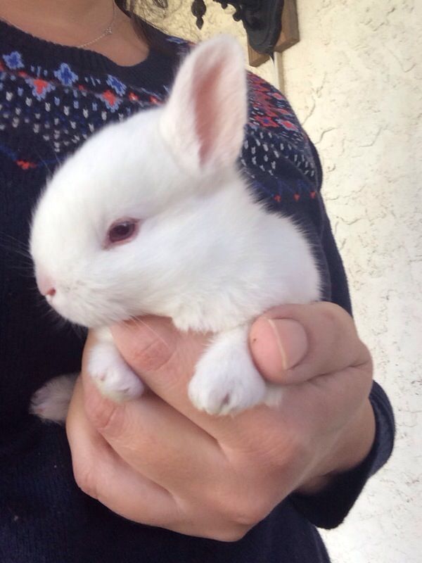 Rabbits