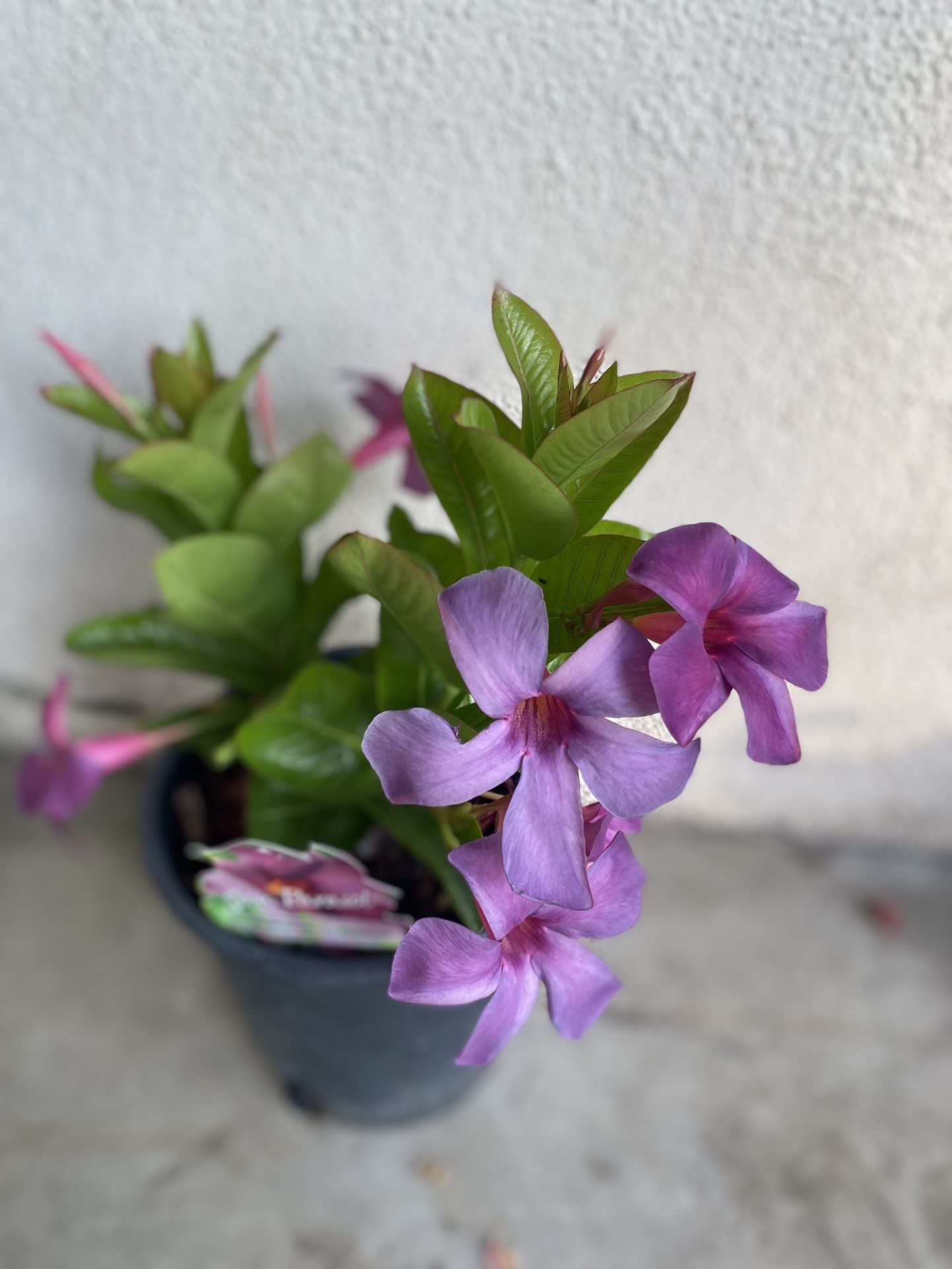 Mandevilla Purple Flowers Climbing Plant, In 1 Gallon Pot Pick Up Only