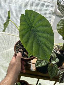 Alocasia Green Shield 