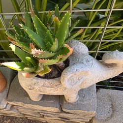 Golden Tooth Aloe Elephant Planter