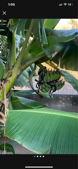 Banana tree$65 each)