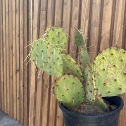 Cactus plant