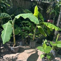 Banana plant 