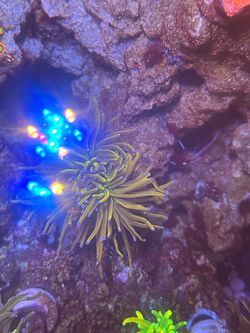 Fake - Rapunzei Torch Coral