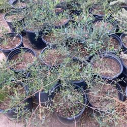 Olive Plants