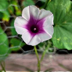 Sweet Potatoe Vine Plant