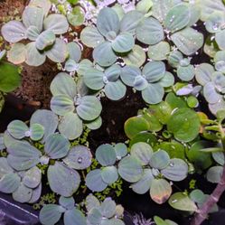 Water Lettuce, Aquarium Plants $5