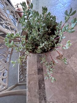 Succulent plant